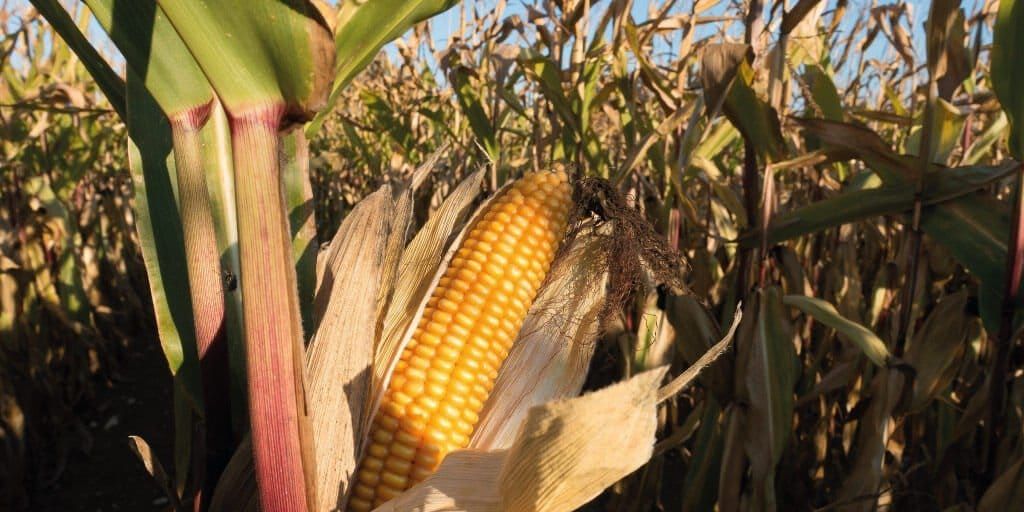 Aplicacion maiz 1|HI99161 2 300x300 2